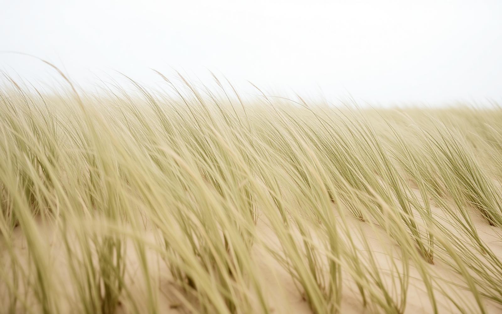 Feines Dünengras im Wind an der Nordseeküste